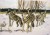 Meute de loups dans la neige
