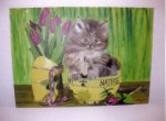 petit chaton dans un bol et bouquet de tulipes