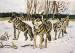 Meute de loups dans la neige